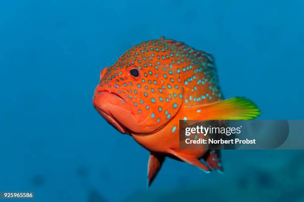 coral grouper fish (cephalopholis miniata), lhaviyani atoll, maldives - coral hind stock pictures, royalty-free photos & images