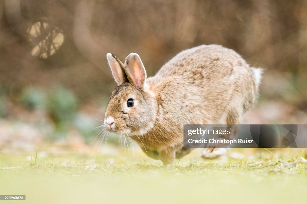 Wild rabbits (Oryctolagus cuniculus) hops on a meadow, crossing with domestic rabbits (Oryctolagus cuniculus forma domestica), Lower Austria, Austria