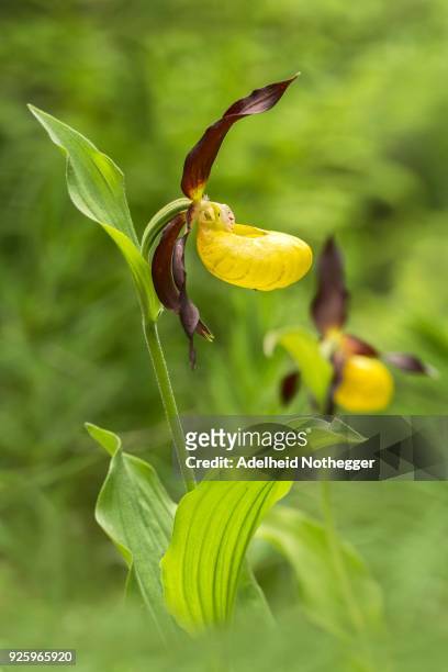 yellow ladys slipper orchid (cypripedium calceolus), styria, austria - calceolus stock-fotos und bilder
