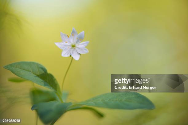 arctic starflower (trientalis europaea), emsland, lower saxony, germany - erika klein stock-fotos und bilder