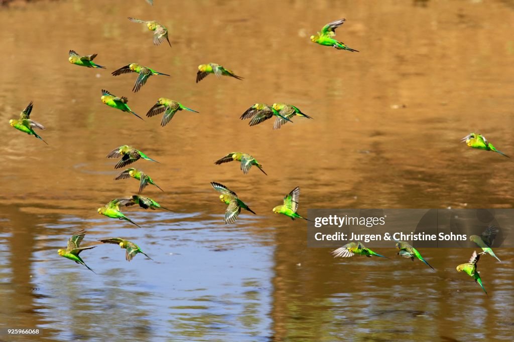 Budgies(Melopsittacus undulatus), flock of birds flying over water, Sturt National Park, New South Wales