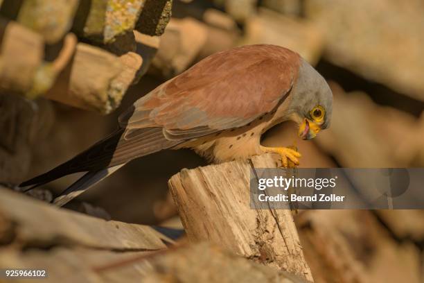 lesser kestrel (falco naumanni), adult, male with prey, centipede (chilopoda), extremadura, spain - myriapoda stock pictures, royalty-free photos & images