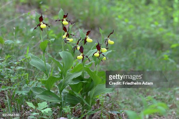 yellow ladys slipper orchid (cypripedium calceolus), flowering plants on forest floor, thuringia, germany - calceolus stock-fotos und bilder