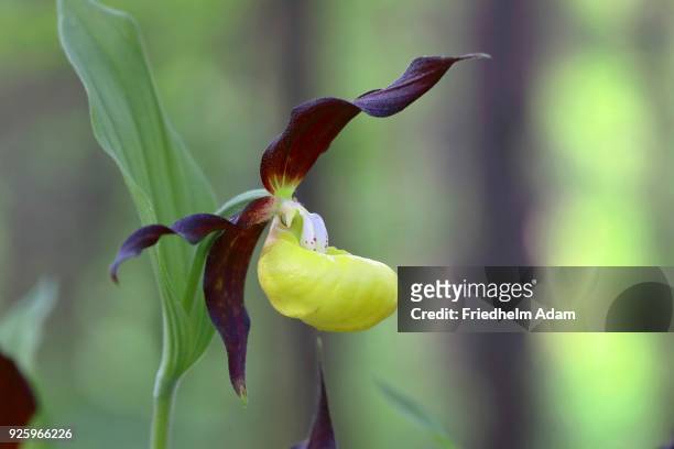 yellow ladys slipper orchid (cypripedium calceolus), blossom, thuringia, germany - calceolus stock-fotos und bilder