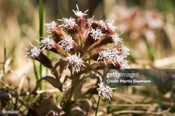 blossom, common butterbur (petasites hybridus), upper bavaria, bavaria, germany - petasites stock pictures, royalty-free photos & images