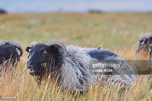 icelandic sheep (ovis), myvatni, iceland - oveja islandesa fotografías e imágenes de stock