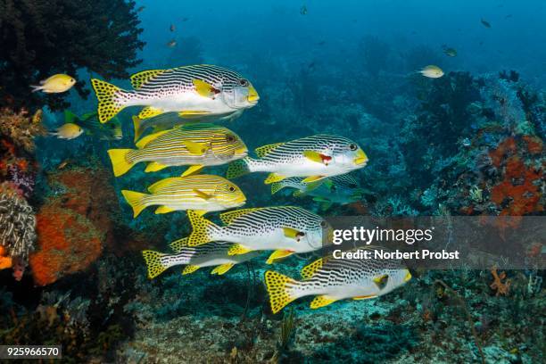 mixed school of fish, ribboned sweetlips (plectorhinchus polytaenia) and diagonal banded sweetlips (plectorhinchus lineatus), socialized, raja ampat archipelago, papua barat, western new guinea, pacific, indonesia - sweetlips stock pictures, royalty-free photos & images