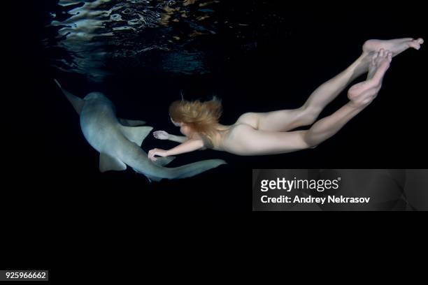 nude woman swimming at night with a shark, tawny nurse shark (nebrius ferrugineus),ocean, maldives - nurse shark stockfoto's en -beelden