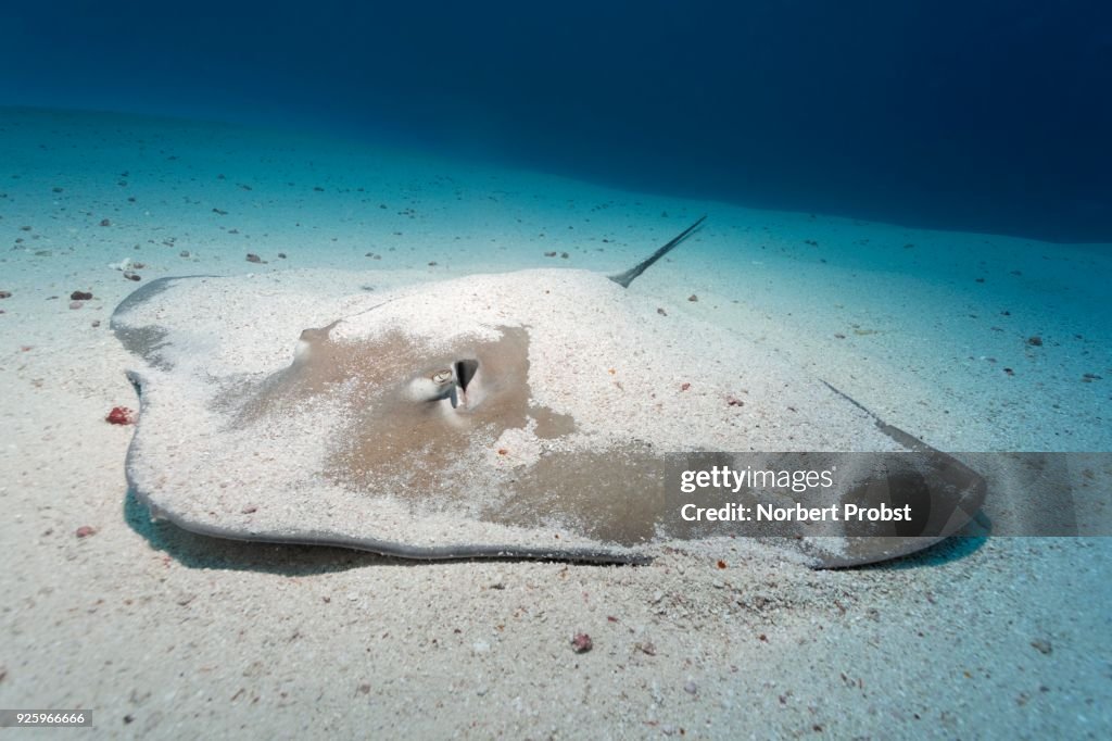 Pink whipray, stingray (Himantura fai), on a sandy ocean bottom, Lhaviyani Atoll, Maldives