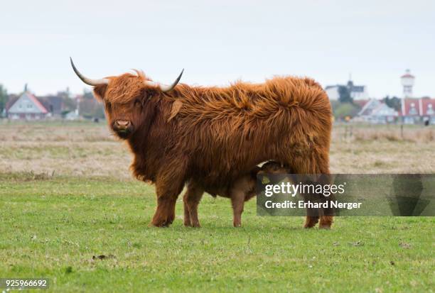 scottish highland cattle (bos primigenius roperus) with calf, langeoog, east frisia, lower saxony, germany - bos taurus primigenius stock pictures, royalty-free photos & images