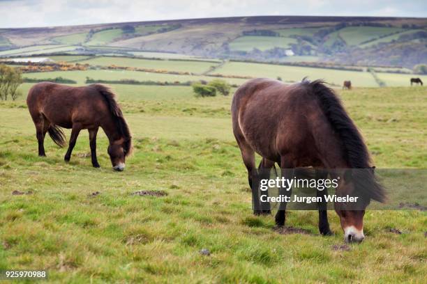 wild exmoor ponies, exmoor national park, devon, england, united kingdom - exmoor pony stock pictures, royalty-free photos & images