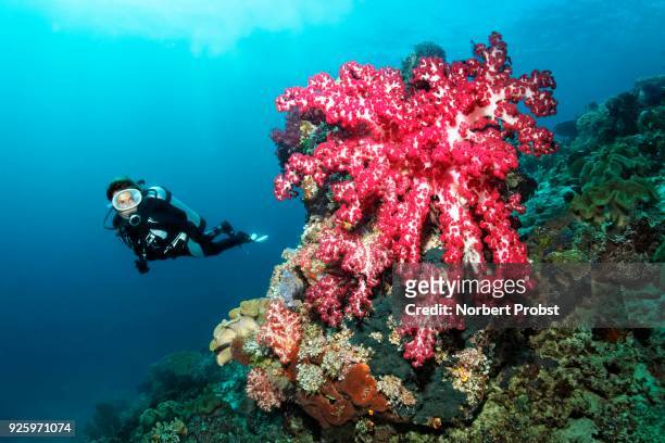 diver looking at very large red soft coral (dendronephthya sp.), raja ampat, papua barat, west papua, pacific, indonesia - indo pacific ocean imagens e fotografias de stock