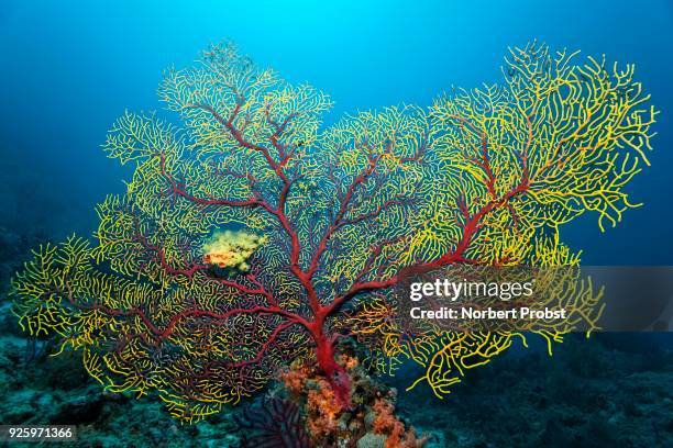 sea fan (euplaxaura sp.), red, yellow, raja ampat, papua barat, west papua, pacific, indonesia - indo pacific ocean imagens e fotografias de stock