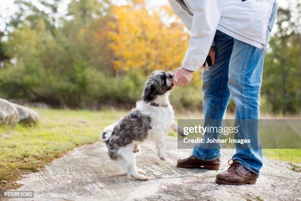 man playing outdoors with dog - promenade seafront stock pictures, royalty-free photos & images