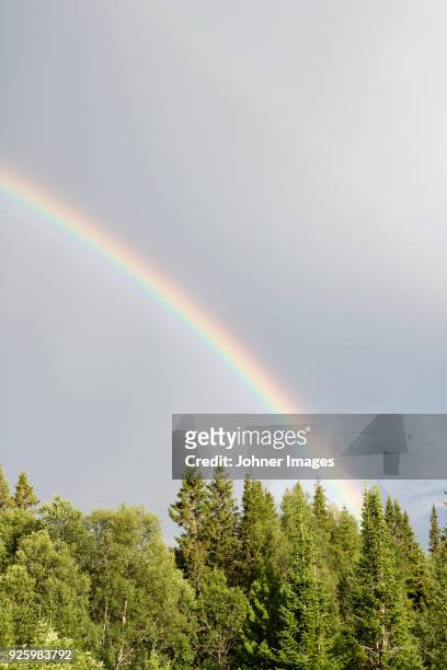 rainbow over pine trees - jamtland stockfoto's en -beelden
