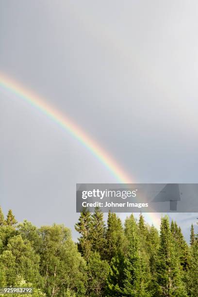 rainbow over pine trees - jamtland stock pictures, royalty-free photos & images