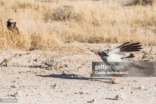 honey badger and pale chanting goshawk, etosha national park, namibia - honey badger stock pictures, royalty-free photos & images