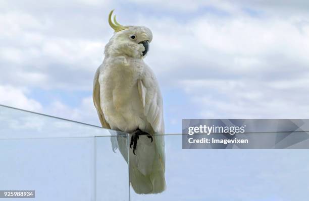sulphur-crested cockatoo (cacatua sulphurea), australia - cacatua bird stock pictures, royalty-free photos & images