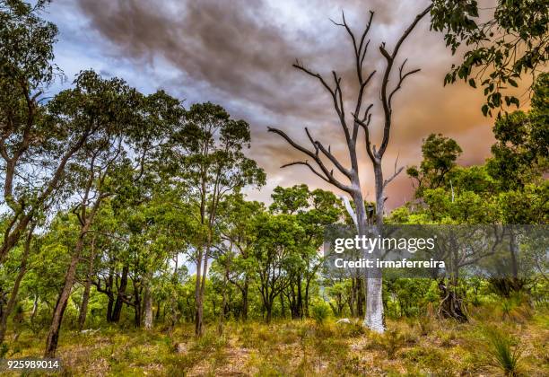 bush fire burning in the hills of perth, western australia, australia - burning bush stock-fotos und bilder