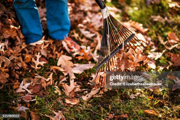 boy raking autumn leaves - rechen stock-fotos und bilder