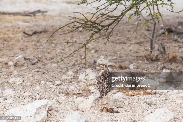 spotted thick-knee bird standing by a nest with eggs, etosha national park, namibia - spotted thick knee stock pictures, royalty-free photos & images