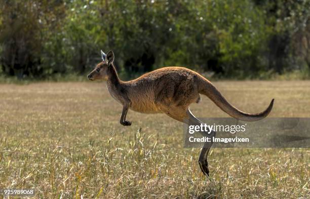 western gray kangaroo (macropus fuliginosus) jumping, yanchep national park, western australia, australia - kangaroo stock pictures, royalty-free photos & images