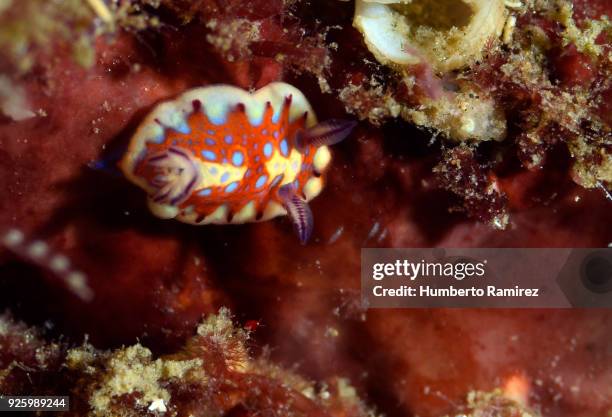 harlequin nudibranch. - nudibranch stock pictures, royalty-free photos & images