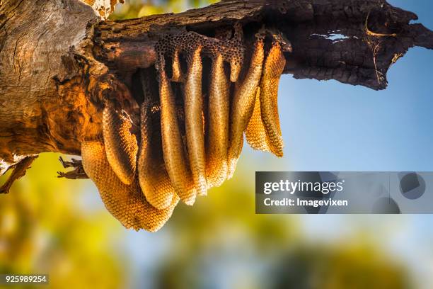 Natural bush honeycomb hanging from a wild beehive on a tree, Yanchep National Park, Perth, Western Australia