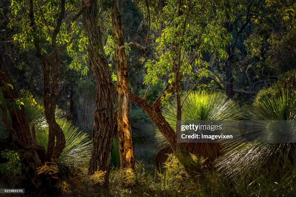 Bushland with grass trees, Perth, Western Australia, Australia