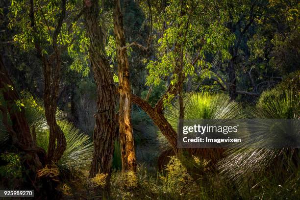 bushland with grass trees, perth, western australia, australia - bush stock pictures, royalty-free photos & images