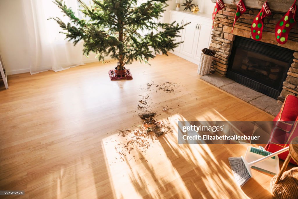 Pine needles on living room floor after setting up a Christmas tree