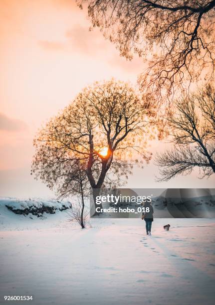 invierno con perro - winter landscape fotografías e imágenes de stock