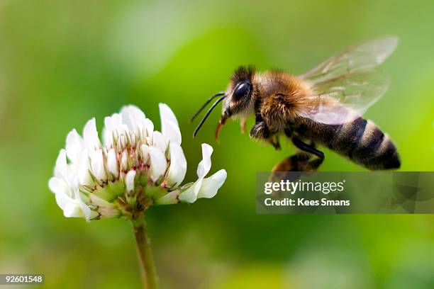 honey bee in flight - ハチ ストックフォトと画像