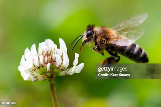 honey bee in flight - bee imagens e fotografias de stock