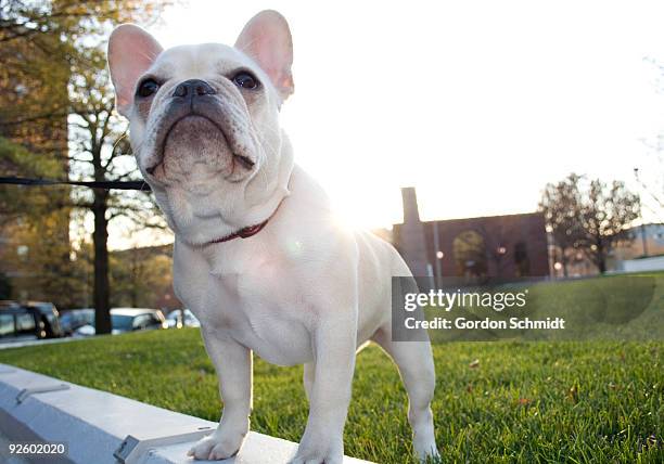 french bulldog - arlington fotografías e imágenes de stock