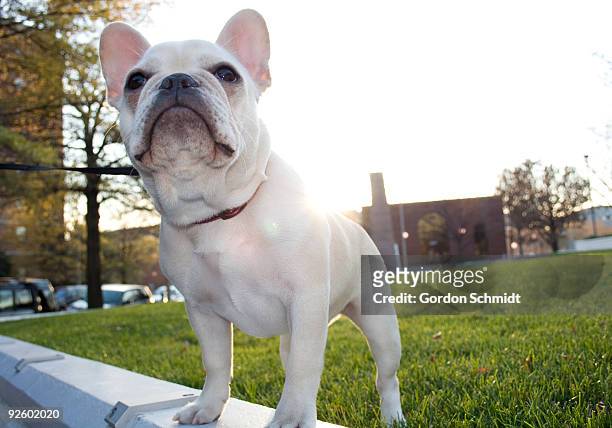 french bulldog - arlington stock pictures, royalty-free photos & images