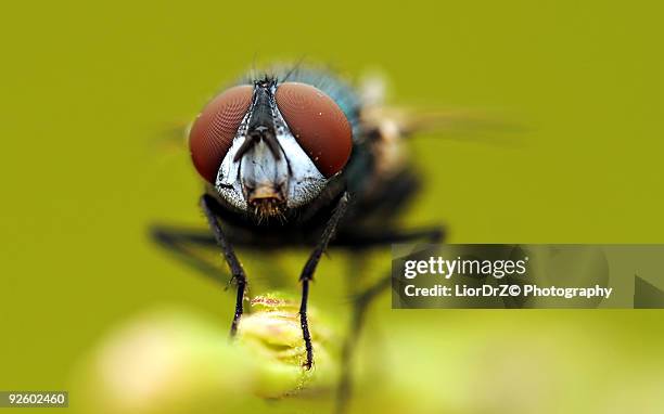 Israeli Fly Insect 105 Jerusalem Bug Stock Photos, High-Res Pictures, and Images - Getty ...