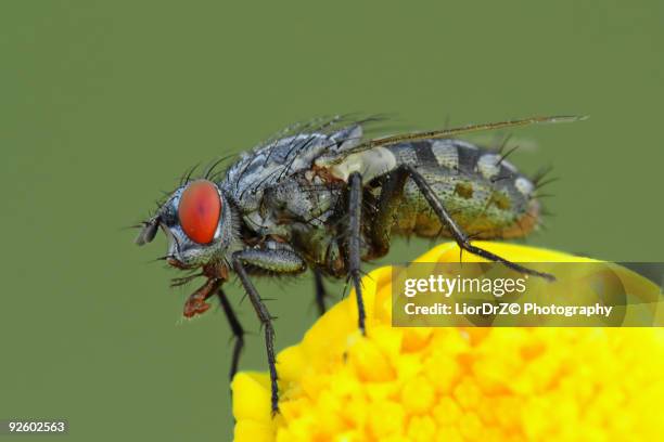 Israeli Fly Insect 101 Jerusalem Bug Stock Photos, High-Res Pictures, and Images - Getty ...