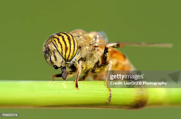 Israeli Fly Insect 101 Jerusalem Bug Stock Photos, High-Res Pictures, and Images - Getty ...