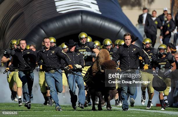 Ralphie V, the mascot of the Colorado Buffaloes leads the team onto the field as they host the Missouri Tigers at Folsom Field on October 31, 2009 in...