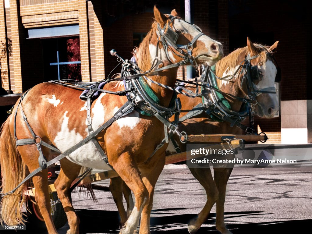 Two Spotted Horses Pulling