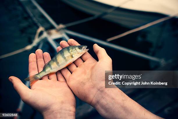 Perch Object 244 Perch Finish Stock Photos, High-Res Pictures, and Images - Getty Images
