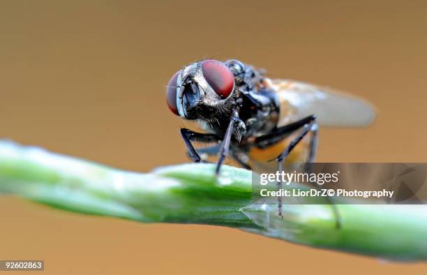 Israeli Fly Insect 105 Jerusalem Bug Stock Photos, High-Res Pictures, and Images - Getty ...
