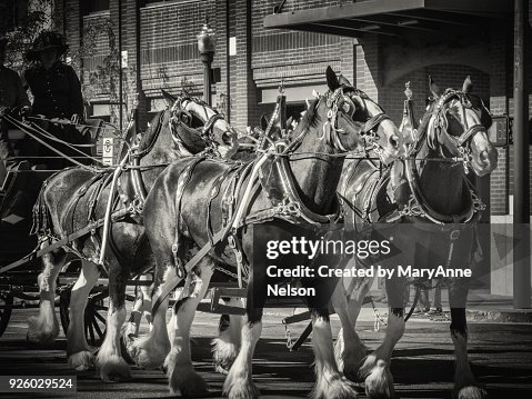 Large Draft Horses Pulling Stagecoach Large Draft Horses Pulling Stagecoach