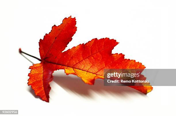 leaf - maple leaf stock pictures, royalty-free photos & images