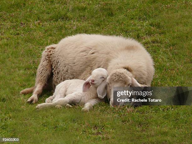 relaxed smiling lamb sleeping with mum - lamb ストックフォトと画像