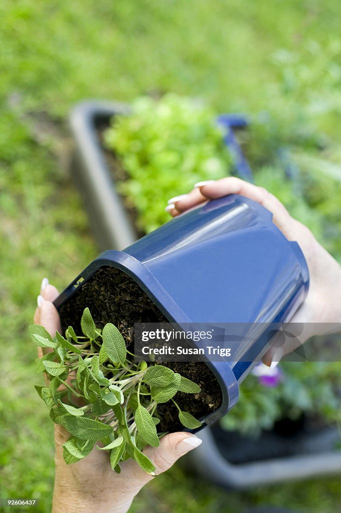 Planting seedlings in the garden