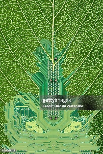 circuit board which is growing on a leaf - nervura de folha imagens e fotografias de stock