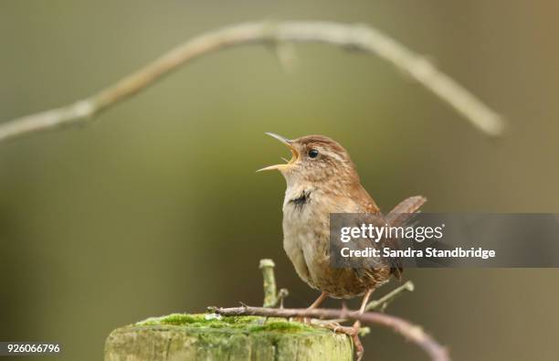 a singing and displaying wren bird (troglodytes troglodytes) perched on a wooden post. - schnabel stock-fotos und bilder