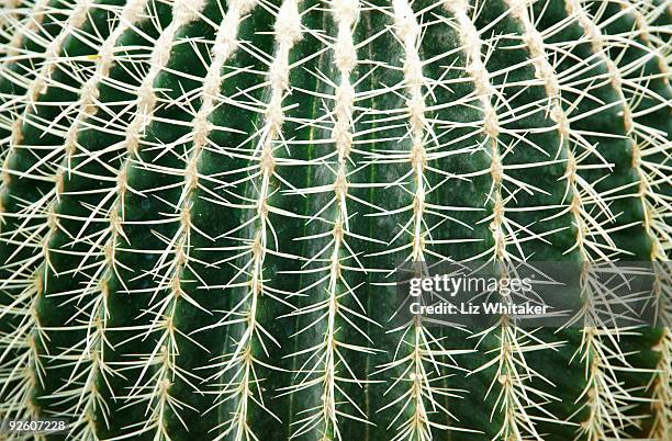 barrel cactus (echinocactus sp.), full frame - echinocactus stock pictures, royalty-free photos & images